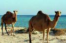 alibillll fi sahra